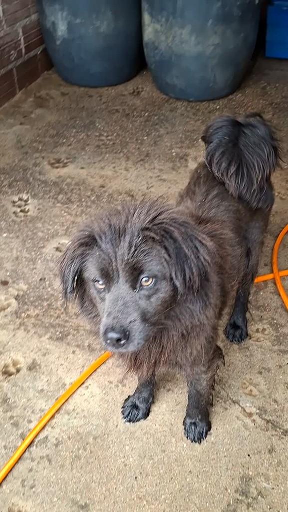 Ametista, cachorro de porte pequeno para adoção em Lajeado - RS
