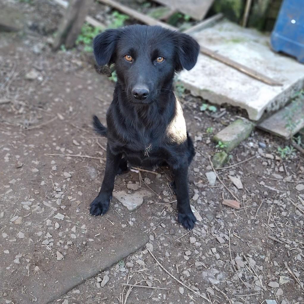 Moana, cadela de porte médio para adoção em Lajeado - RS