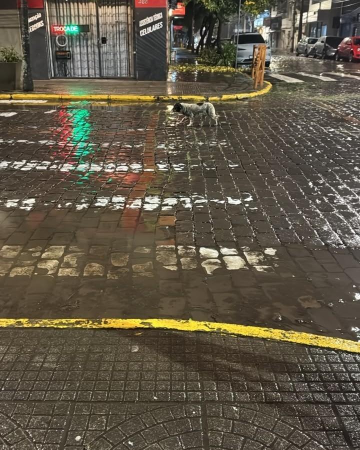 Chiquinha, cachorro de porte pequeno para adoção em Lajeado - RS