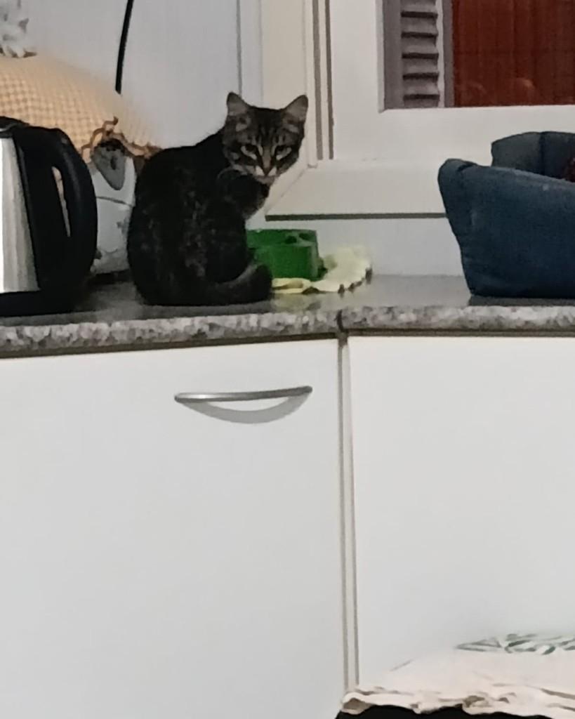 Jardim Botânico, gato de porte pequeno para adoção em Lajeado - RS