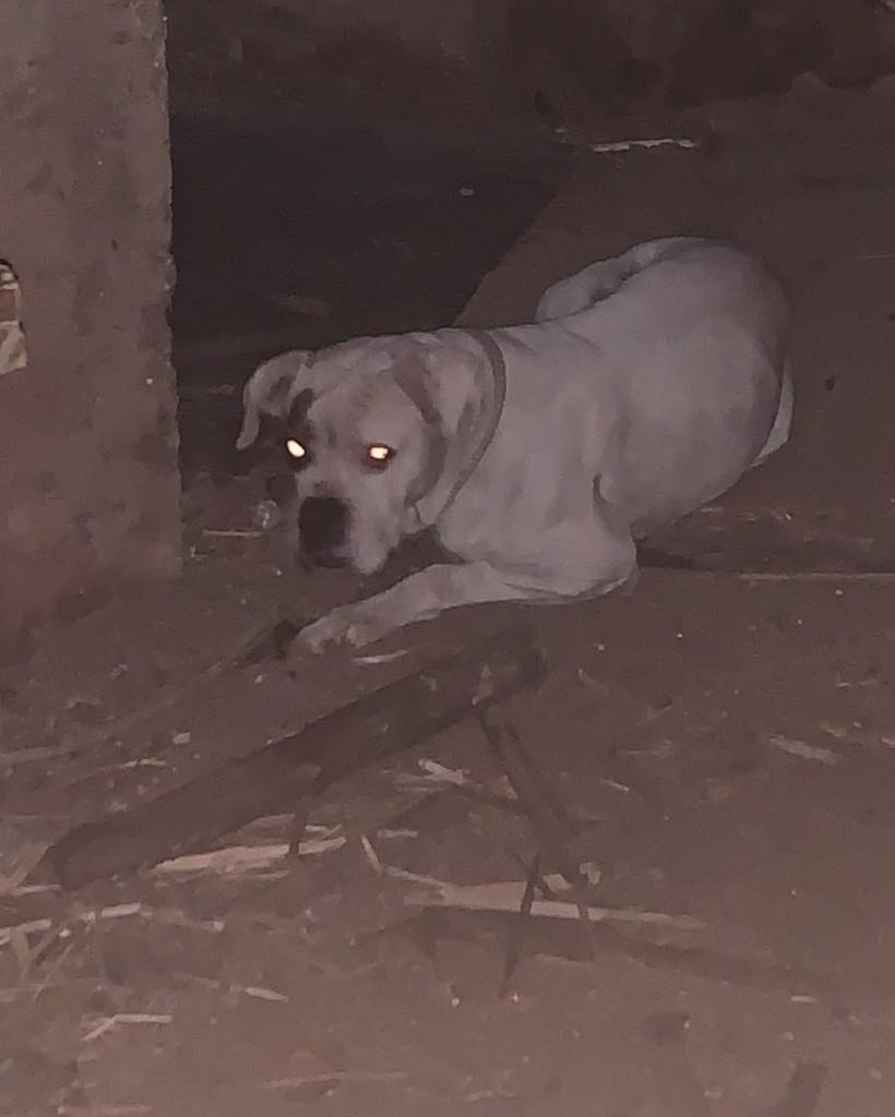 Boxer fêmea, cadela de porte grande para adoção em Lajeado - RS
