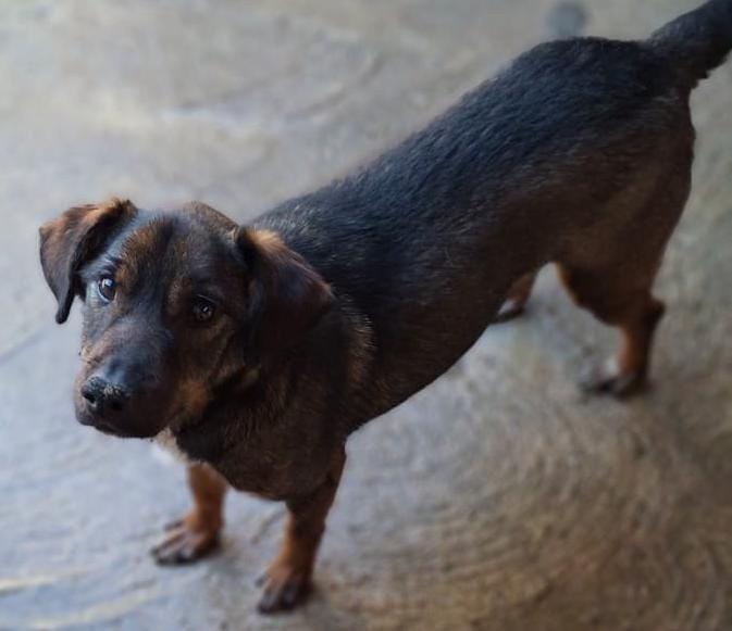 Niko, cachorro de porte pequeno para adoção em Lajeado - RS
