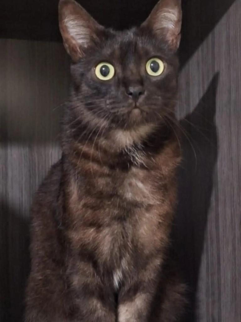 Petiu, gato de porte médio para adoção em Lajeado - RS