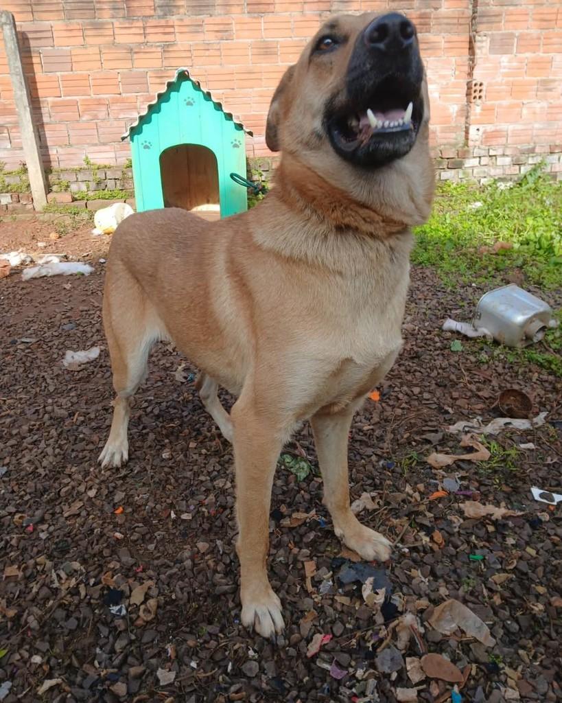 Mestiça Pastora, cadela de porte grande para adoção em Lajeado - RS