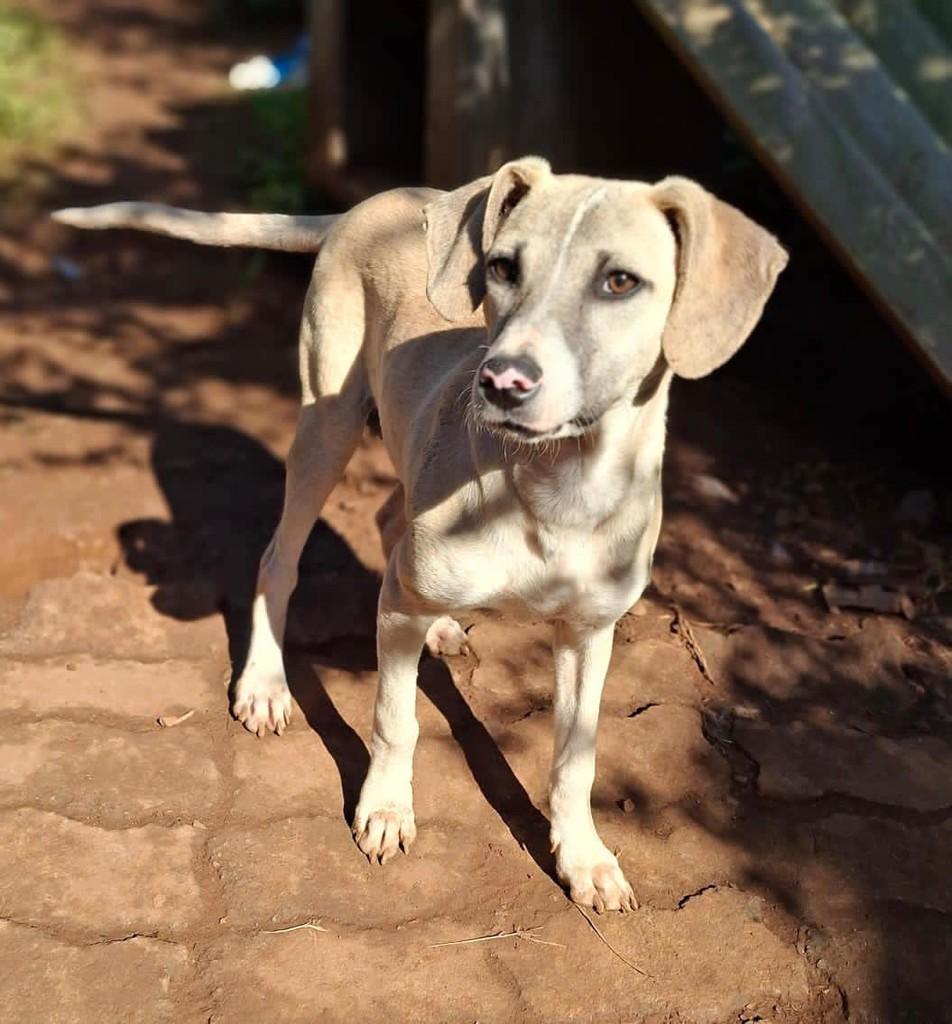 Fuço, cachorro de porte pequeno para adoção em Lajeado - RS