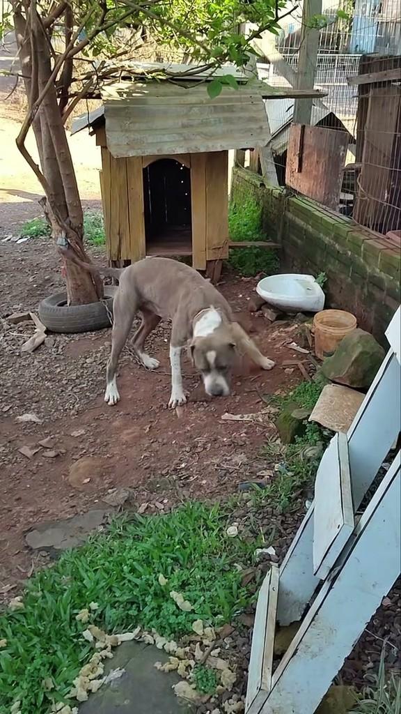Collie, cachorro de porte grande para adoção em Lajeado - RS