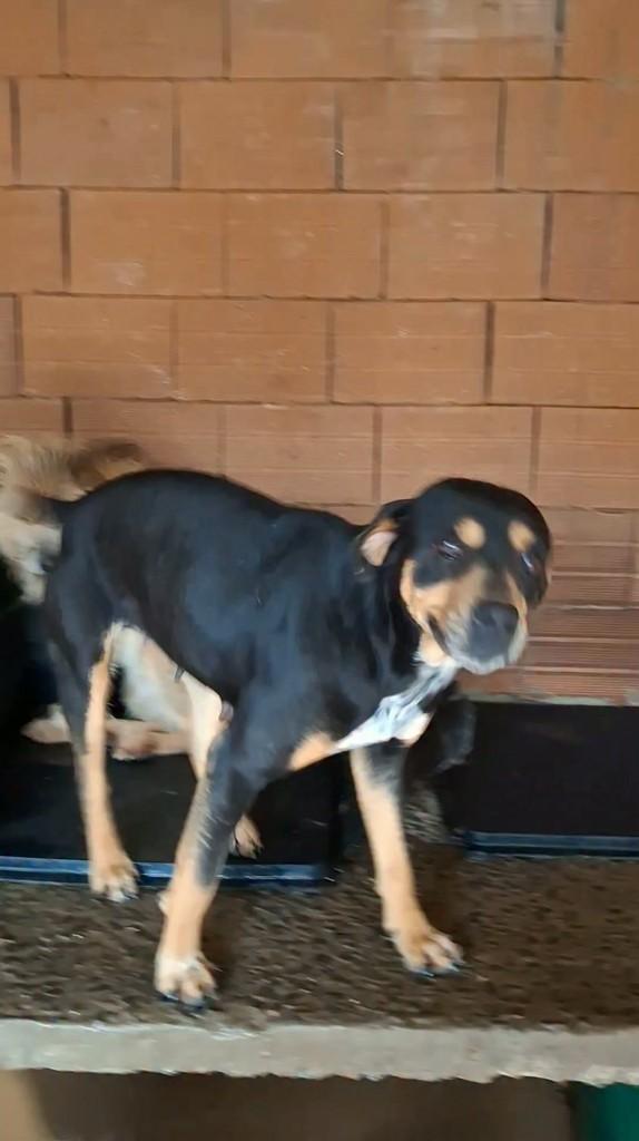 Dalila, cachorro de porte pequeno para adoção em Lajeado - RS