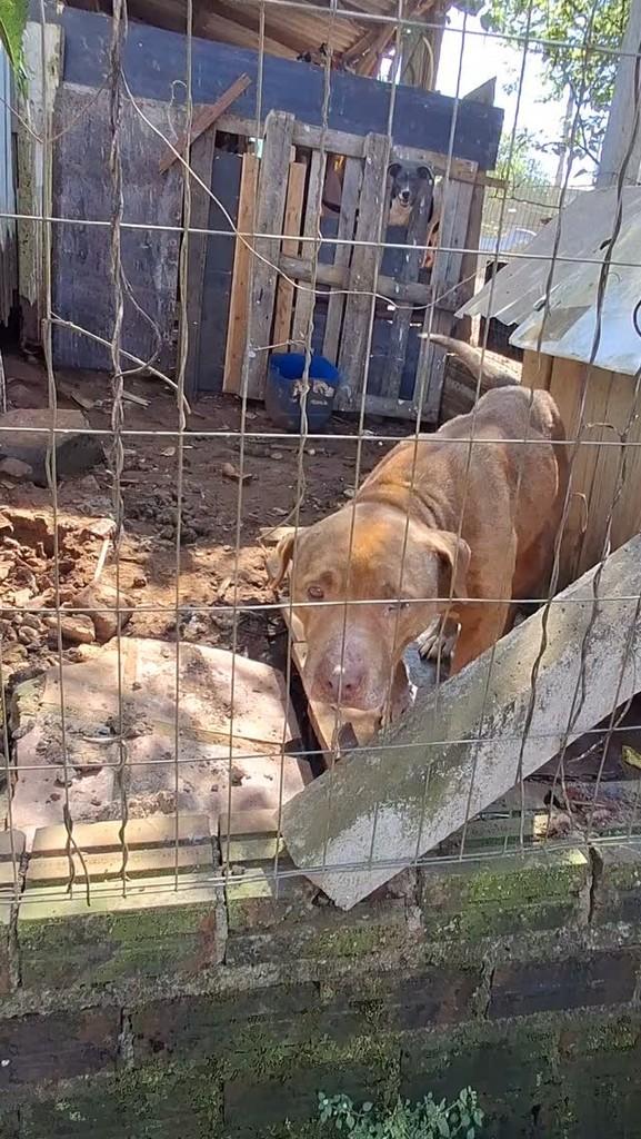 Ele, cachorro de porte médio para adoção em Lajeado - RS