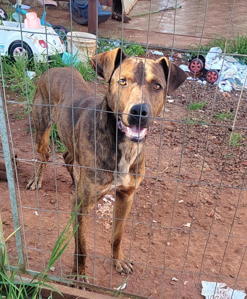 Tigre, cachorro de porte grande para adoção em Lajeado - RS
