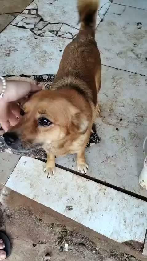 Pequena, cadela de porte pequeno para adoção em Lajeado - RS