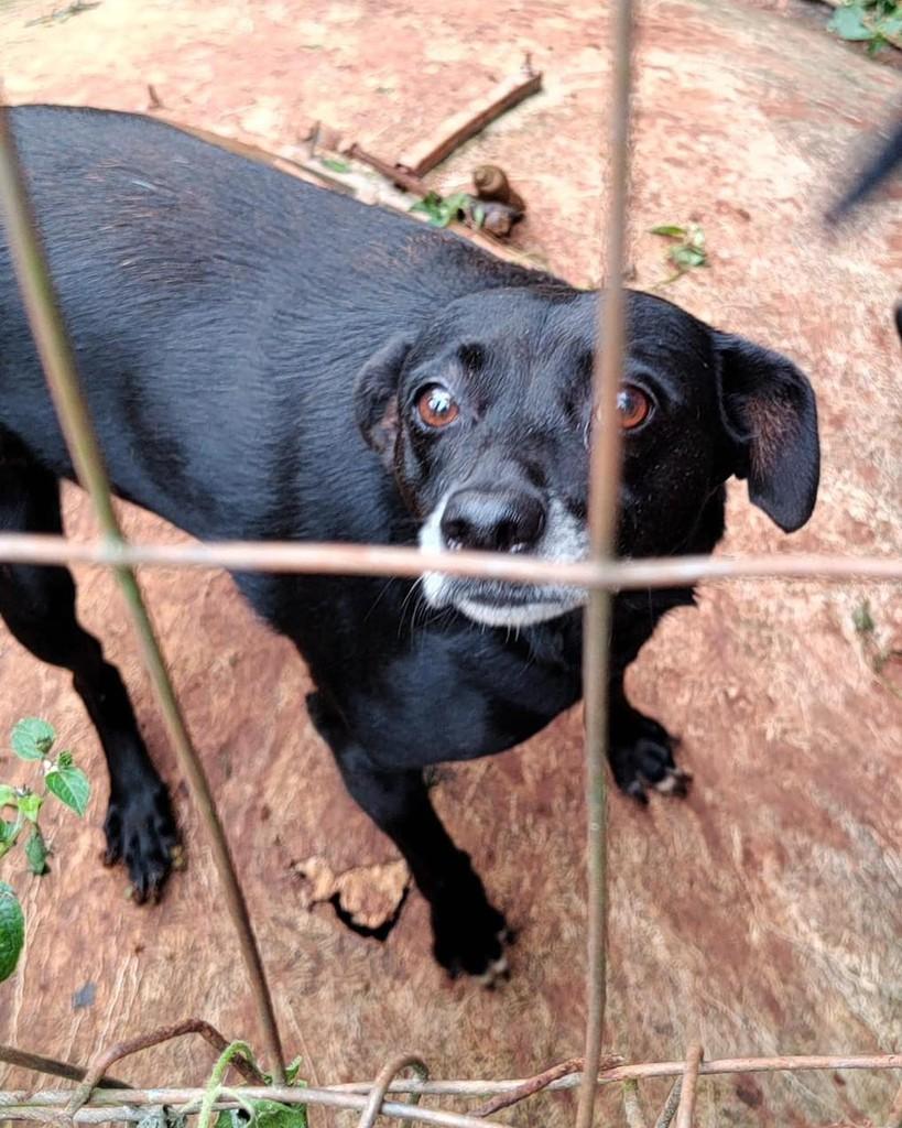 Pandora, cachorro de porte médio para adoção em Lajeado - RS