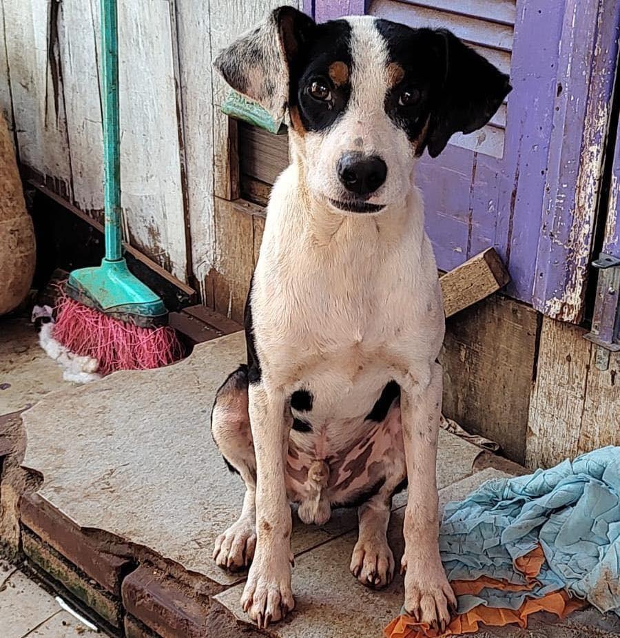 Filhotão Tricolor, cachorro de porte pequeno para adoção em Lajeado - RS