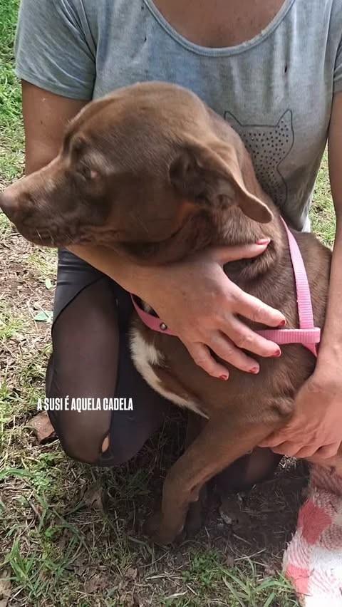 Suzy, cadela de porte grande para adoção em Lajeado - RS