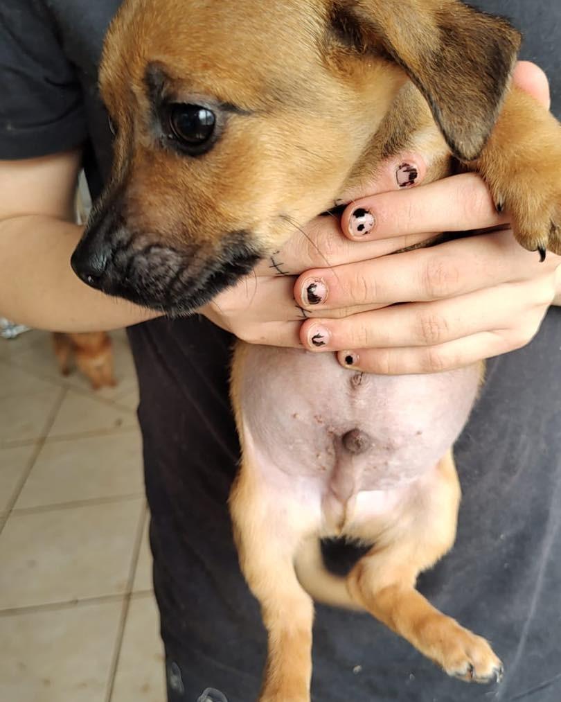Irmãozinho, cachorro de porte pequeno para adoção em Lajeado - RS
