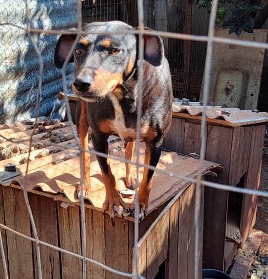 Poly, cadela de porte médio para adoção em Lajeado - RS