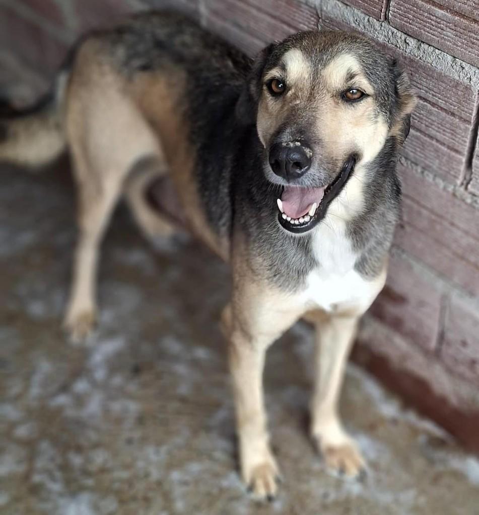 Elvis, cachorro de porte grande para adoção em Lajeado - RS