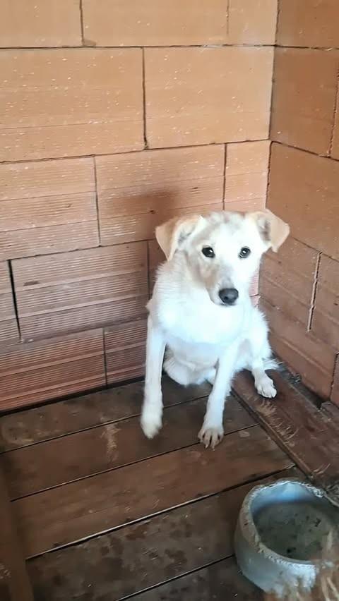 Koda, cachorro de porte pequeno para adoção em Lajeado - RS