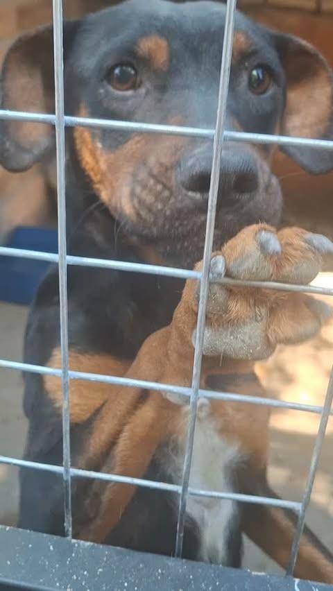 Mônica, cachorro de porte pequeno para adoção em Lajeado - RS