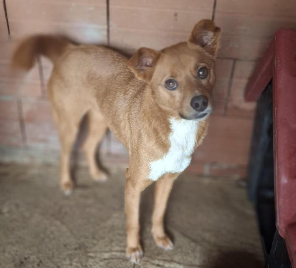Sofia, cachorro de porte médio para adoção em Lajeado - RS