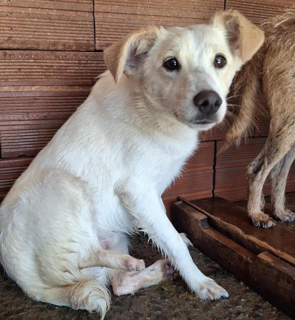 Kodah, cachorro de porte pequeno para adoção em Lajeado - RS