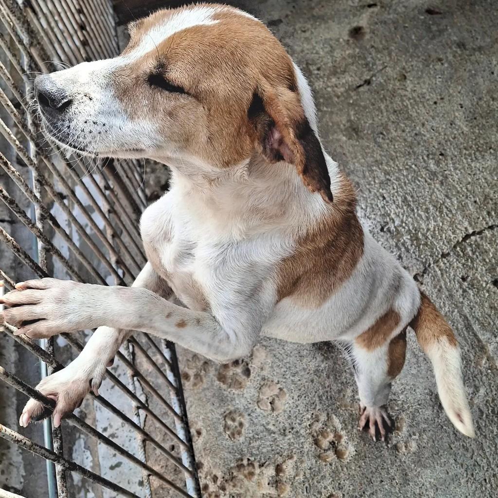 Pepino, cachorro de porte médio para adoção em Lajeado - RS