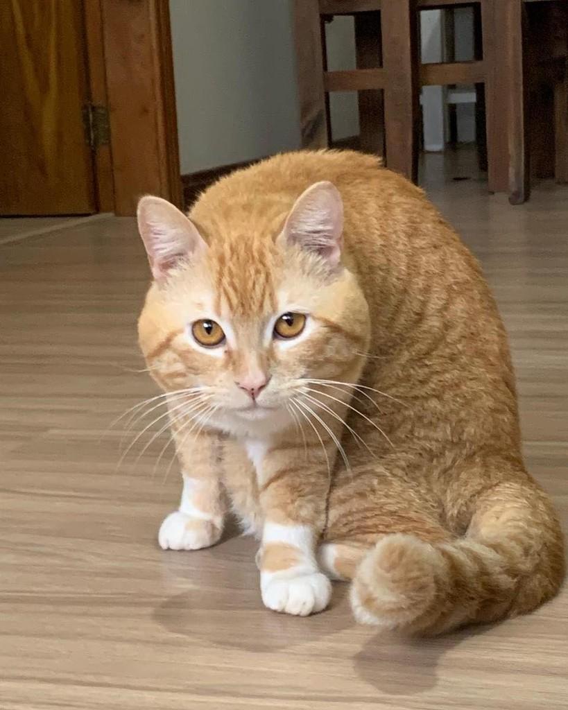 Alfredo, gato de porte médio para adoção em Lajeado - RS