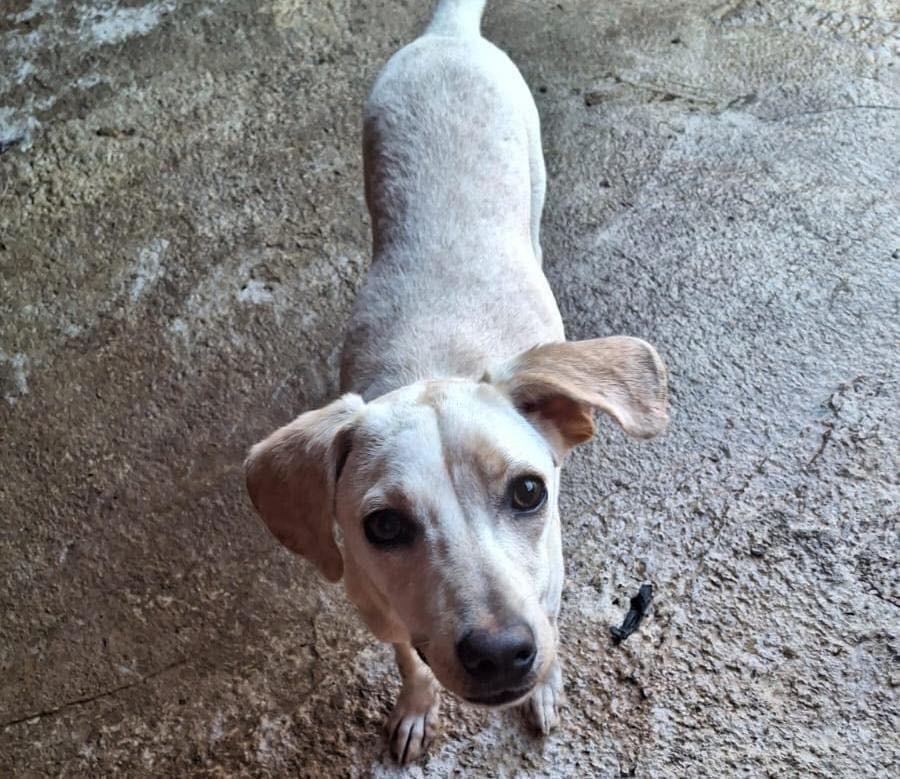 Nina, cachorro de porte pequeno para adoção em Lajeado - RS