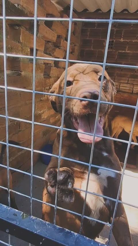 Suzi, cadela de porte médio para adoção em Lajeado - RS