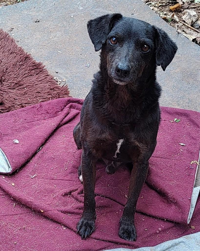 Carvãozinho, cachorro de porte médio para adoção em Lajeado - RS