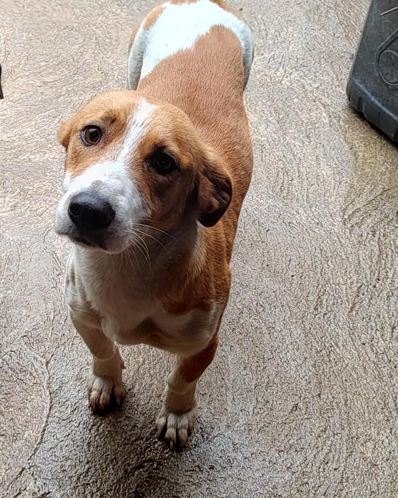 Julieta, cadela de porte pequeno para adoção em Lajeado - RS