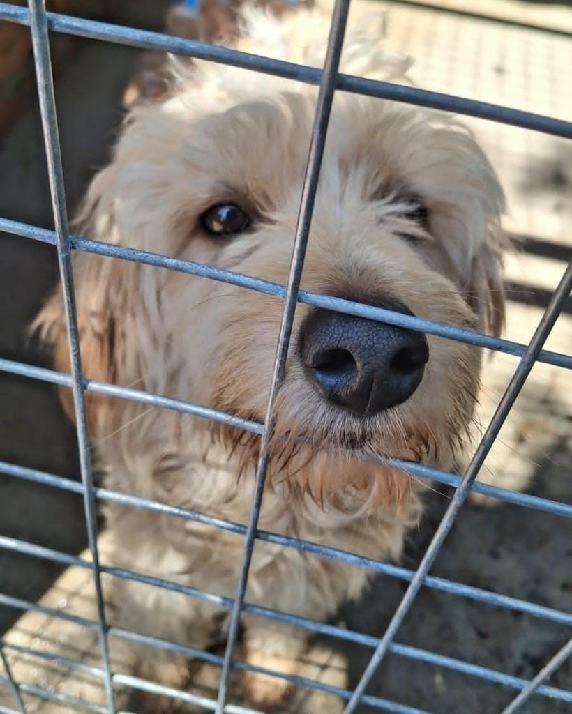 Flock, cachorro de porte grande para adoção em Lajeado - RS