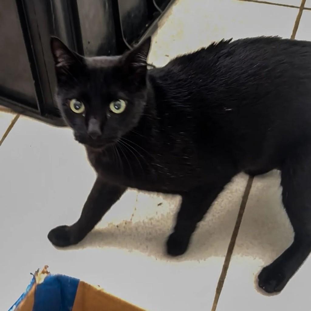 Pretão, gato de porte médio para adoção em Monte Sião - MG