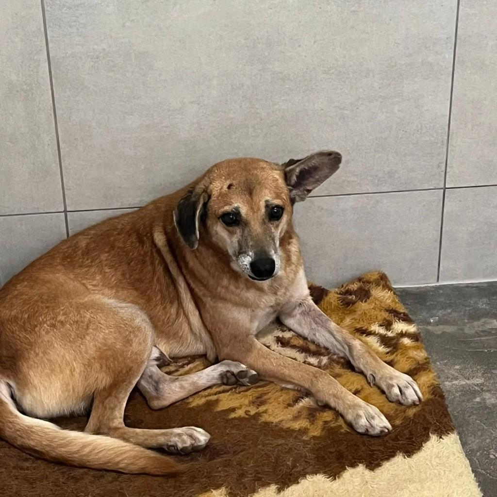 Senhorzinho, cachorro de porte médio para adoção em Monte Sião - MG
