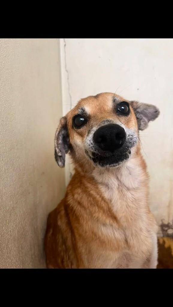 Bob, cachorro de porte pequeno para adoção em Monte Sião - MG