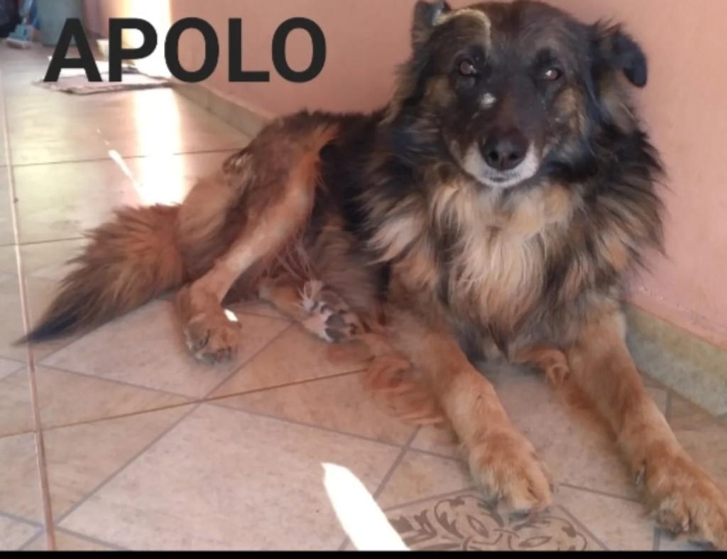 Apolo, cachorro de porte médio para adoção em Monte Sião - MG