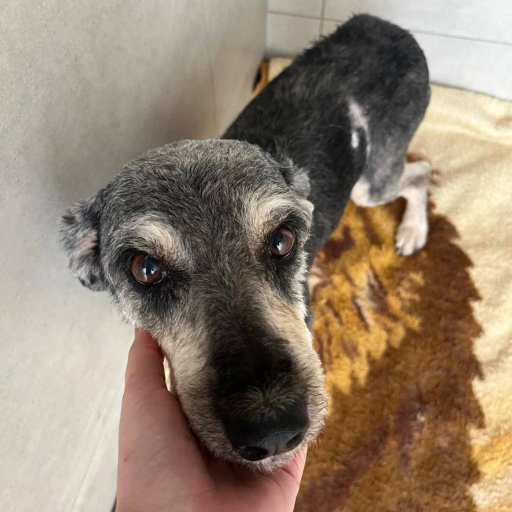 Tufão, cachorro de porte pequeno para adoção em Monte Sião - MG
