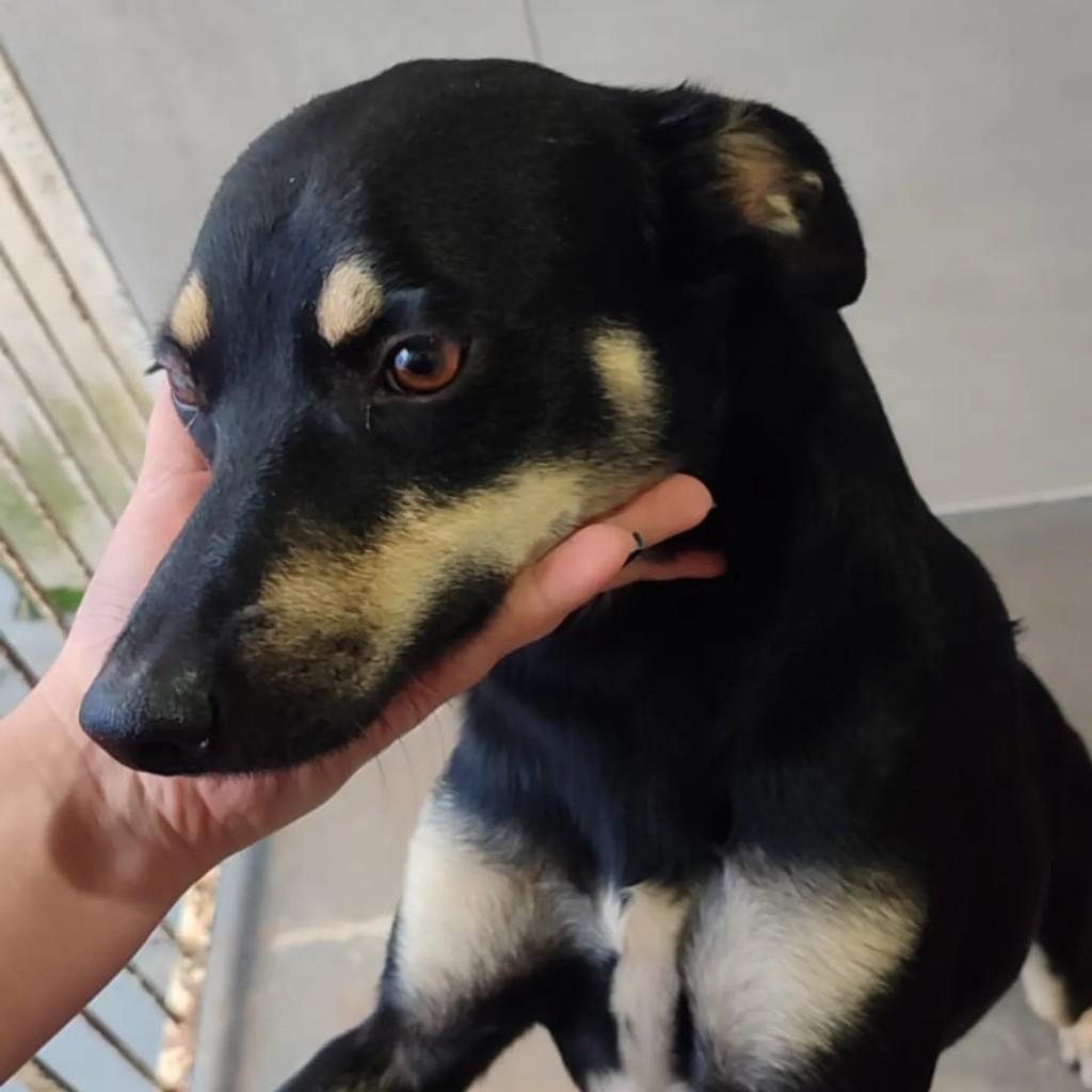 Moly, cachorro de porte pequeno para adoção em Monte Sião - MG
