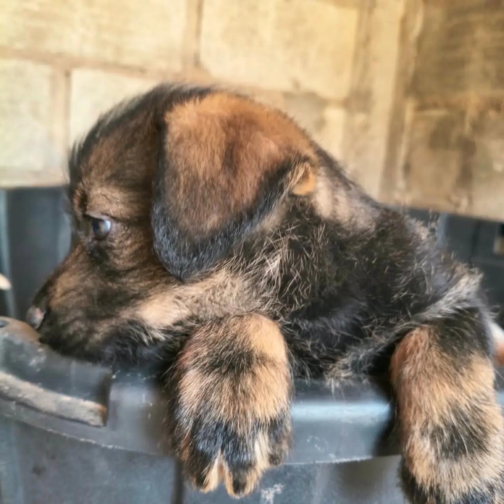 Estopinhaaaaa, cachorro de porte pequeno para adoção em Monte Sião - MG