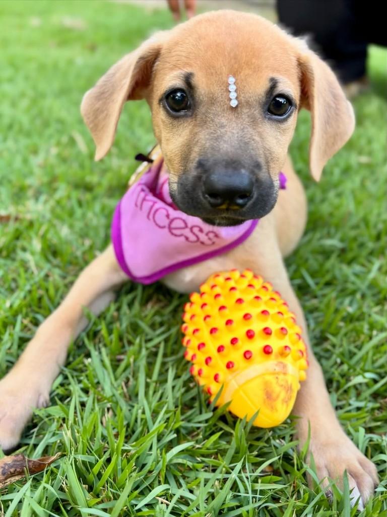 Florzinha, cachorro de porte pequeno para adoção em Sinop - MT