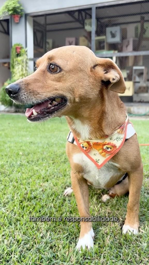 Baguete, cachorro de porte médio para adoção em Sinop - MT