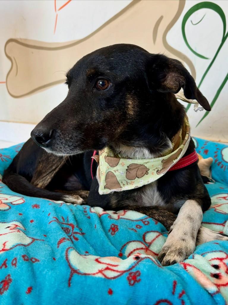 Pirulito, cachorro de porte pequeno para adoção em Sinop - MT