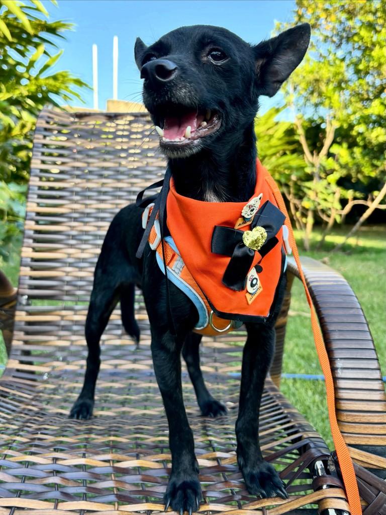 Oreo, cachorro de porte pequeno para adoção em Sinop - MT