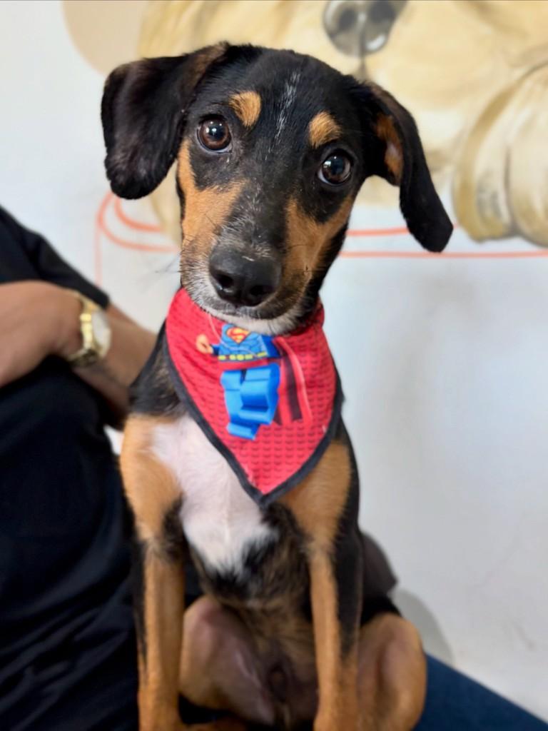 Alecrim, cachorro de porte pequeno para adoção em Sinop - MT
