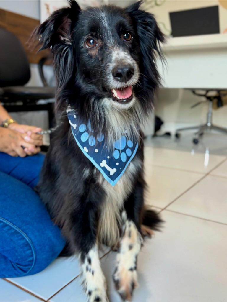 Joaquim, cachorro de porte pequeno para adoção em Sinop - MT