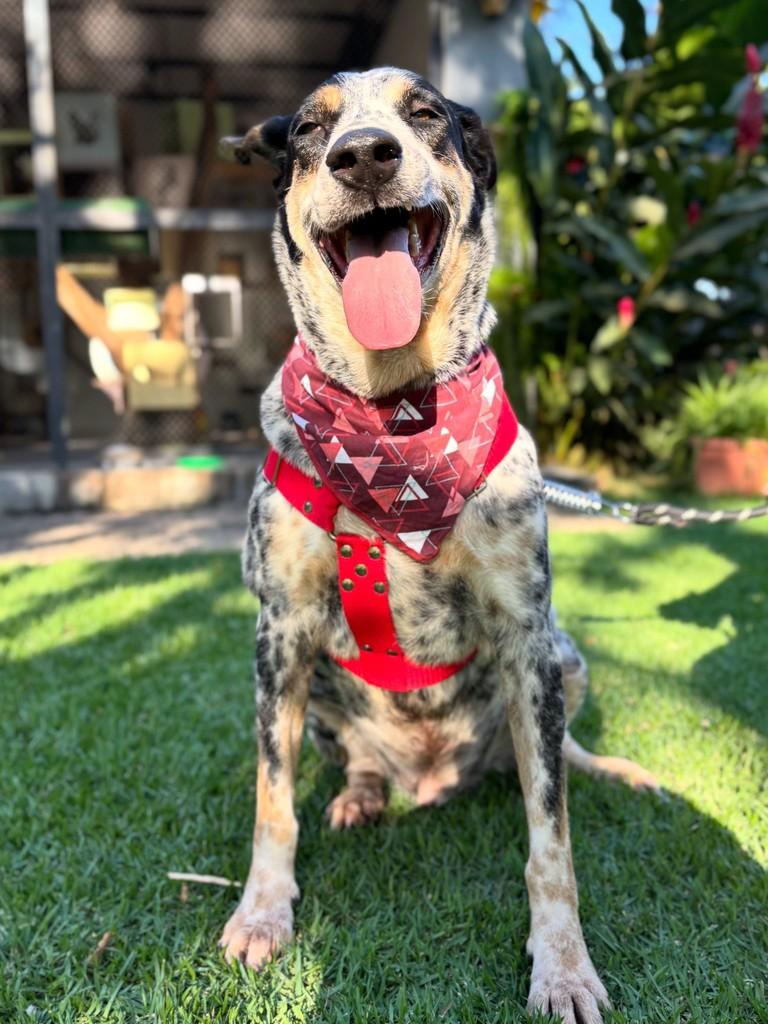 Lobo, cachorro de porte médio para adoção em Sinop - MT