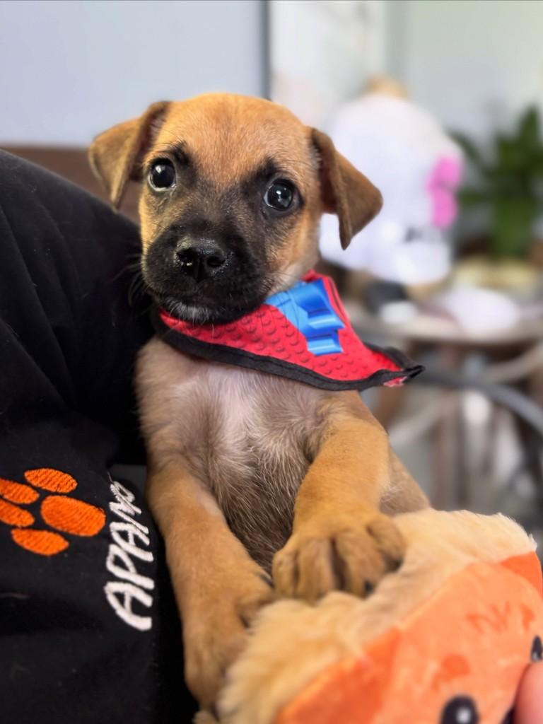 Fubá, cachorro de porte pequeno para adoção em Sinop - MT
