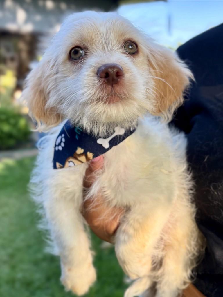 Adam, cachorro de porte pequeno para adoção em Sinop - MT
