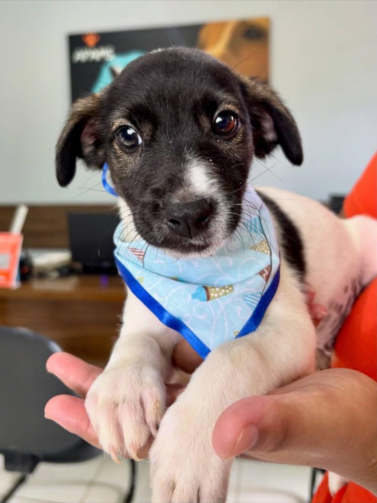 Smigou, cachorro de porte médio para adoção em Sinop - MT