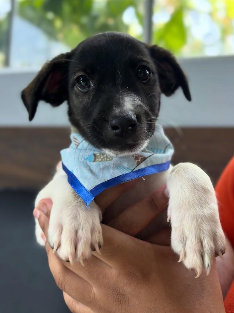 Smigou, cachorro de porte médio para adoção em Sinop - MT — foto 2 de 3