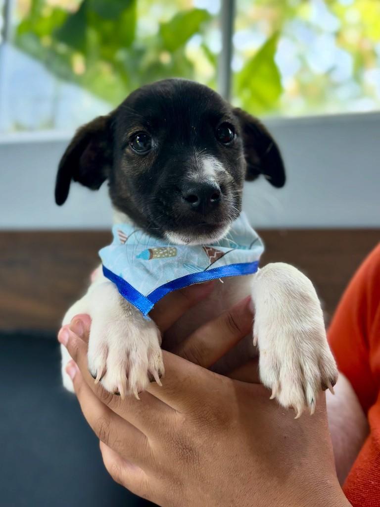 Smigou, cachorro de porte médio para adoção em Sinop - MT — foto 3 de 3